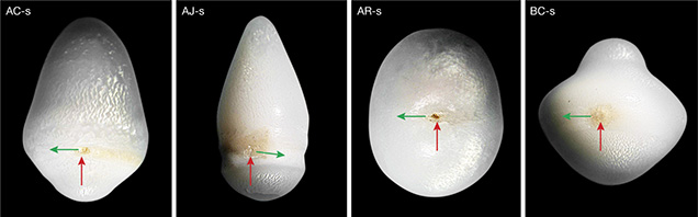 Figure 15. Spot defects observed on Tridacnidae pearls (red arrows) are accompanied by a comet, which indicates the direction of rotation (green arrows). Photos by J.-P. Gauthier.