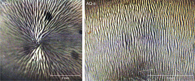 Flame structures in a pearl from the Tridacnidae family