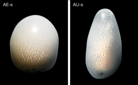 Non-nacreous pearls with crisscross flame structure