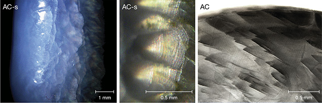 Flame patterns in pearls from the Tridacnidae family