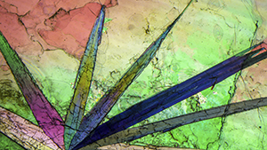 This plate of muscovite mica from Brazil contains an interesting frond of tourmaline that shows vibrant color using polarized light. Photomicrograph field of view 15.67 mm.