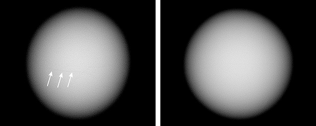 Microradiographs showed no obvious internal growth structures.