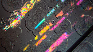 This topaz crystal from Minas Gerais, Brazil, shows interesting circular etch patterns on a prism face, while subsurface fractures display vivid interference colors. This image was taken using epi scopic differential interference contrast microscopy. Photomicrograph field of view 1.44 mm.