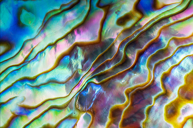 Iridescent surface of an abalone shell.