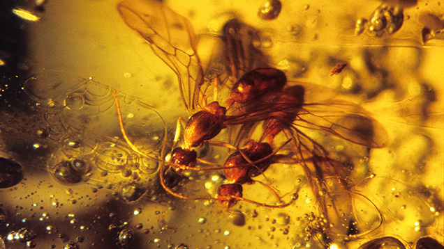 Insect inclusions in amber provide clues to geological origins.