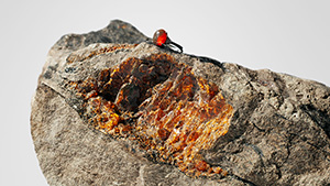 Phu Quoc amber in matrix and an orangy red amber cabochon set in a ring.