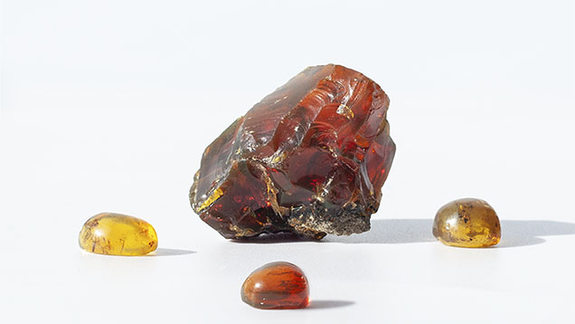 Gem-quality amber rough and cabochons from Phu Quoc.