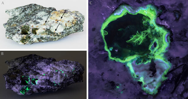 Dark bottle-green ekanite nodules in calc-silicate rock surrounded by yellow-to-ochre alteration products with views under long-wave UV and LED illumination.