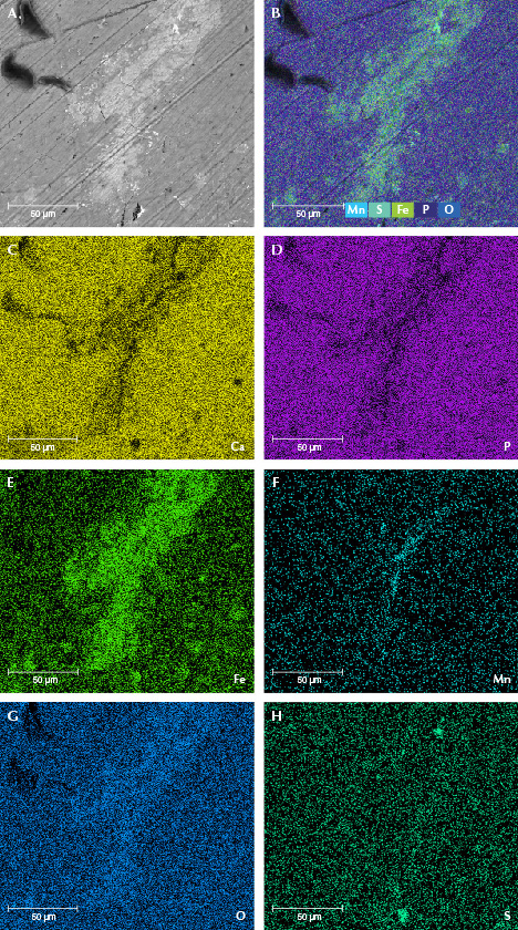 Figure 11. Element maps from EDS data showing iron oxide mainly crystallized on the surface of sample MI-8. The BSE image (A) and an integrated element distribution map (B). EDS mapping of calcium (C), phosphorus (D), iron (E), manganese (F), oxygen (G), and sulfur (H).
