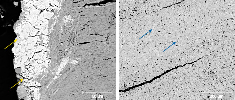 Figure 9. BSE images of the cementum layer in sample MI-8. Left: Cracks (indicated by yellow arrows) extend from the surface into the cementum. Right: Tiny fissures (indicated by blue arrows) are randomly distributed in the cementum.