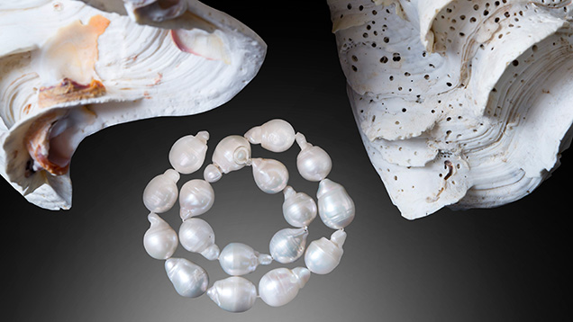Figure 1. A strand of baroque-shaped freshwater bead cultured pearls shown with two <em>Tridacna</em>-species mollusk shells from GIA’s shell reference collection. Each sample weighs approximately 20 ct, ranging from 16.73 × 12.58 × 12.49 mm to 18.98 × 13.53 × 13.43 mm. Photo by Nuttapol Kitdee.