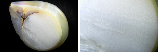 Figure 3. Left: A cross section with the <em>Tridacna</em> fashioned shell bead nucleus inside showing fine subtle flames in between banded structures. Right: Magnified view of the clamshell bead’s flame structure. Photomicrographs by Kwanreun Lawanwong; fields of view 19.20 mm (left) and 7.20 mm (right).