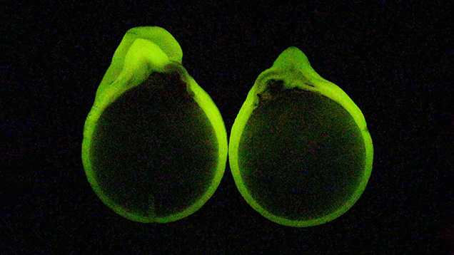 Figure 4. An X-ray illuminated cross section produced a strong yellowish green fluorescence reaction on the freshwater pearl’s outermost surface nacre layer, while the inner rounded saltwater clamshell beads showed an inert reaction.
