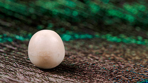 Figure 1. The white and cream non-nacreous pearl weighing 0.29 ct and measuring 3.75 × 3.55 mm. Photo by Gaurav Bera.