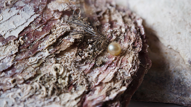 Figure 1. The cream-colored pearl weighing 0.23 ct and measuring 3.20 &times; 3.12 mm, shown against the anterior of a <em>Pinctada radiata</em> mollusk. Photo by Nuttapol Kitdee.