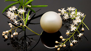 Figure 1. The large round bead cultured pearl weighing 54.96 ct and measuring 19.90 × 19.53 mm. Photo by Gaurav Bera.
