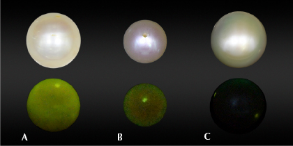 Figure 3. X-ray fluorescence reaction comparison for a freshwater non-bead cultured pearl (A), a saltwater bead cultured pearl with thin to medium nacre thickness (B), and the examined pearl with relatively thick nacre (C). Photos by Gaurav Bera.