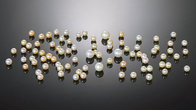Figure 1. Group of 81 hybrid akoya bead cultured pearls ranging from 4.00 × 3.93 mm to 6.44 × 6.28 mm. Photo by Nuttapol Kitdee.