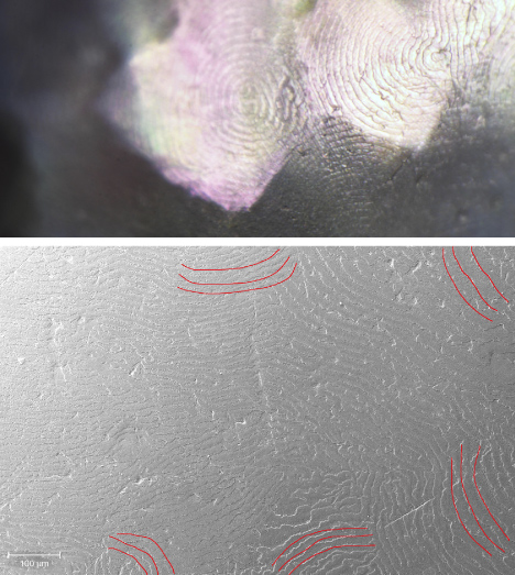 Figure 2. Conventional microscopic (top) and scanning electron microscopic (bottom) observations on the “hammered” surface showed concentric nacre platelet growth patterns on each planar surface. Nacre growth patterns are highlighted in red in the bottom image. Photomicrograph by Chunhui Zhou; field of view 1.40 mm (top).