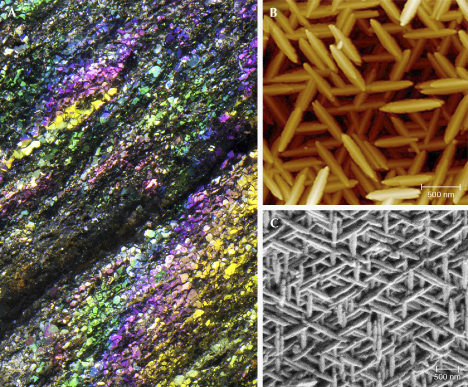 Figure 36. A: “Rainbow” hematite specimen showing different iridescent colors; courtesy of Rhonda Wilson. Photomicrograph by Nathan Renfro; field of view 4.07 mm. B and C: AFM and SEM images of the surface of “rainbow” hematite; images from Lin et al. (2018).