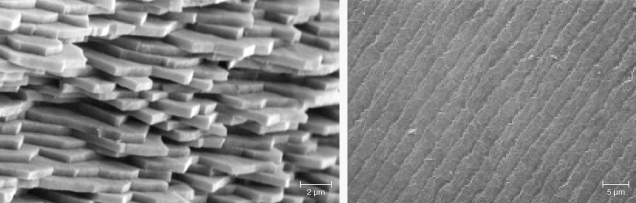 Figure 38. Left: SEM image of the cross section of a broken pearl showing packed aragonite platelets. Image from Snow et al. (2004). Right: SEM image of the surface of an iridescent shell showing periodic grooves that act as a reflection grating. Image from Liu et al. (1999).