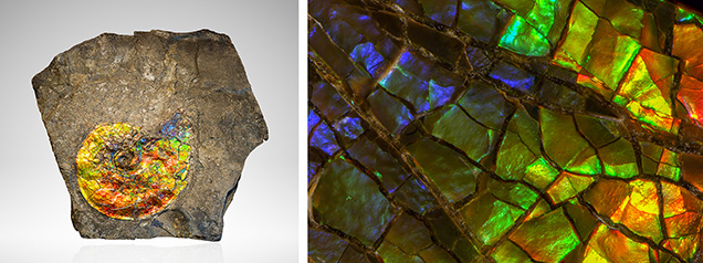 Figure 40. Left: Iridescent ammonite fossil in its shale host rock (45 cm wide) from Alberta, Canada; gift of Korite International, GIA Museum no. 30195. Right: An ammonite fossil from Alberta, Canada, showing a full spectrum of color; courtesy of John I. Koivula. Photos by Kevin Schumacher (left) and Nathan Renfro; field of view 13.09 mm (right).