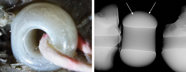 Figure 3. Left: Extremely large drill hole and surface showing liquid-like remnants; field of view 1.6 mm. Right: RTX image revealing arcs in the imitation pearl (indicated by arrows) similar to those of two adjacent natural pearls. Images by Karan Rajguru.