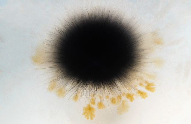 An acicular cluster of anatase crystals within agate resembling a dandelion seed head. Photomicrograph by Britni LeCroy; field of view 4.79 mm.