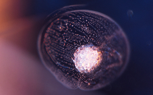 A sugar plum–like frosted zircon cluster in blue sapphire. Photomicrograph by Taku Okada; field of view 1.05 mm.