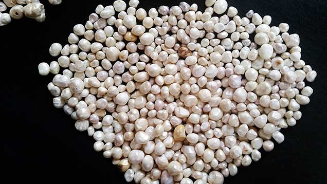 Natural pearls from the same supplier in relatively good condition.