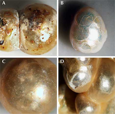 Signs of aging and damage in pearls.