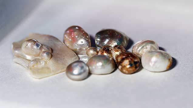 Pearl samples used in carbon dating experiments.