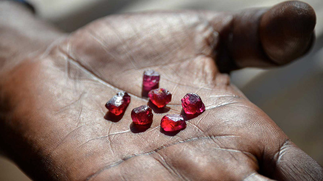 Rough rubies from Zahamena National Park in Madagascar.