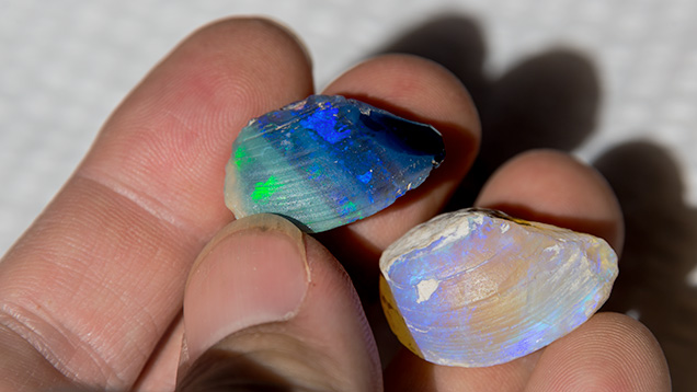 Opalized bivalve fossil