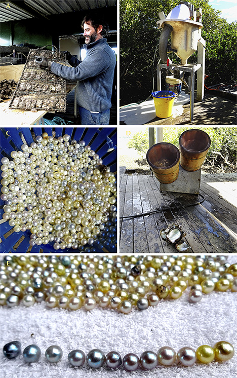 Steps in harvesting Australian akoya pearls