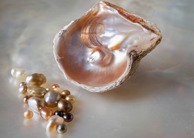 Pinctada maculata pearls and mollusk shell