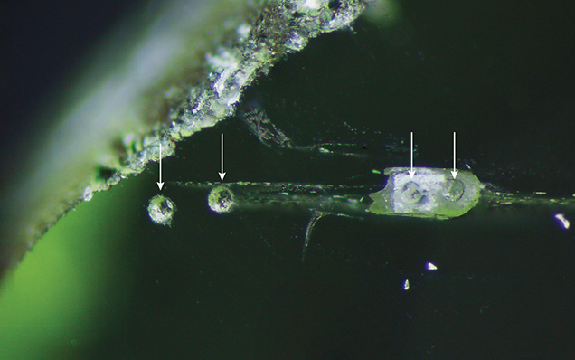 Laser spots from LA-ICP-MS analysis of a Pyaung-Gaung peridot