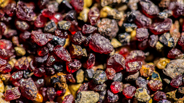 Figure 13. Pyrope garnet grains concentrated from an exposed and weathered portion of the Vargem 1 kimberlite seen on the banks of the Santo Inácio River near Coromandel in Minas Gerais, Brazil. These bright red grains are an important indicator mineral in exploring alluvial sediments for diamond-bearing kimberlites. Photo by Robert Weldon.