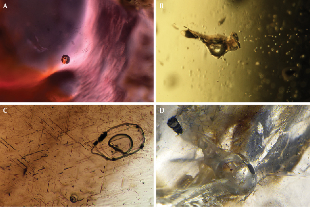 Figure 17. Inclusions observed in magmatic gems that offer evidence of their igneous origin. A: A rounded glassy melt inclusion in a Cambodian ruby; field of view 1.26 mm. B: A glassy melt inclusion with gas bubbles in a peridot from Papakōlea Beach on the island of Hawaii; field of view 1.30 mm. C: A glassy melt inclusion containing a gas bubble along with oriented inclusion needles in a sapphire from Queensland, Australia; field of view 0.71 mm. D: A gas bubble inclusion in a labradorite feldspar from Oregon; field of view 3.59 mm. During the eruption of the host basaltic magma, the release of confining pressure on the feldspar xenocryst allowed the gas bubble to expand to fill a larger volume of space along a fracture. Photomicrographs by Aaron Palke (A and C) and Nathan Renfro (B and D).