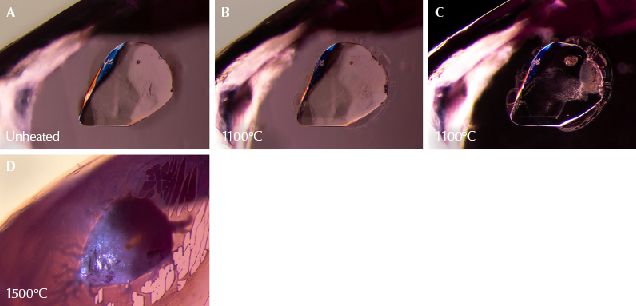 Figure 18. A: A sphene crystal stands out in high relief in sample 10. Heating to 600°, 750°, and 900°C created no noticeable changes. B: The first signs of change, with small fissures forming on the edges of the crystal. Subtle changes to the texture are also visible inside the crystal, which appears less smooth. C: Changes to the crystal’s interior become easier to see in darkfield illumination. D: Dramatic changes, as fissures around the sphene expand and create drippy channels with a melted appearance; the surface is now frosty and opaque. Photomicrographs by E. Billie Hughes; field of view 1.5 mm.