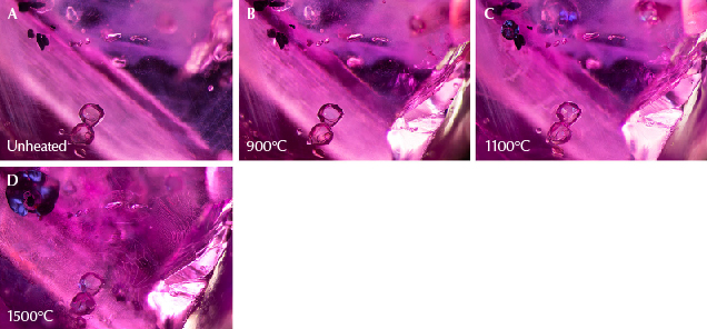 Figure 24. A: At the bottom are rounded apatite crystals in sample 37. Toward the top left are dark primary rutile crystals, and at top center are transparent feldspar crystals. B: A portion of the sample has broken at the bottom right corner, yet the scene appears largely unaltered. C: One of the small rutile crystals at top left has a dark, shiny discoid around it, and glassy fissures appear in the background at the top. Small fissures are developing around the apatite crystals at the bottom. D: The shiny dark discoid in the top left corner has expanded, and large drippy fingerprints are prominent across the scene. Photomicrographs by E. Billie Hughes; field of view 3 mm.