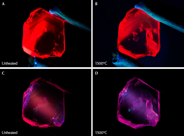 Figure 32. A: Sample 17 displays a strong red fluorescence in long-wave UV illumination prior to heating. B: After heating to 1500°C, the sample continues to display strong red fluorescence in long-wave UV. The area on the right with more visible red fluorescence is due to light striking inclusions that have altered, rather than a change in the stone’s bodycolor. C: The ruby displays a medium red fluorescence in short-wave UV prior to heating. D: The sample develops a medium chalky fluorescence reaction in short-wave illumination after heating to 1500°C. Photos by E. Billie Hughes.