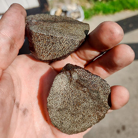 Figure 1. Triceratops fossils recovered from the Hell Creek Formation in South Dakota. Photo by SD Gem & Fossil.