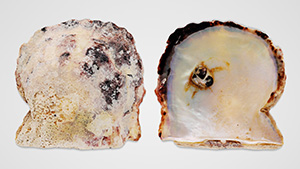 Figure 1. <em>Pinctada radiata</em> shell with a natural blister pearl measuring approximately 11.39 × 9.31 × 8.69 mm. Photo by Gaurav Bera.