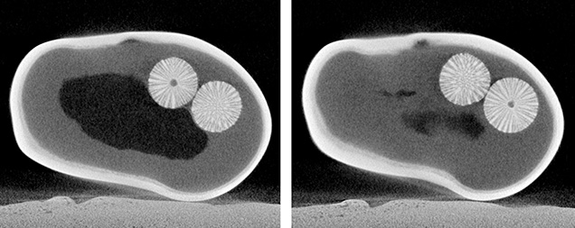 Figure 3. μ-CT images revealed more details of the foraminifera-like spheres. Both consisted of a radiating structure that extended from an empty core.