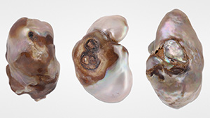 Figure 1. Left to right: Three large nacreous pearls weighing 24.47 ct (pearl 1), 36.58 ct (pearl 2), and 36.70 ct (pearl 3). Photo by Gaurav Bera.