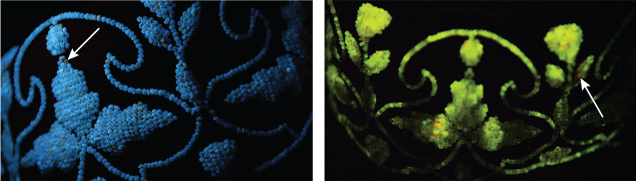 Figure 2. Left: Long-wave ultraviolet reaction displaying a greenish yellow reaction and an occasional yellowish brown reaction. Right: Freshwater pearls emitting a strong yellowish green XRF reaction; some orangy red fluorescence suggesting vaterite.