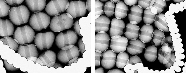 Figure 3. Left: RTX image of pearls from the top portion of the headdress (saltwater environment). Right: RTX image of pearls from the side portion (freshwater environment).