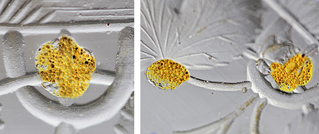 Figure 21. Residues of the yellow fixation layer on the glass substrate of the beaker in Passau showing an uneven surface with a bubble-like texture; the yellow residual materials measure about 3 mm in diameter. Photos by H.A. Gilg.