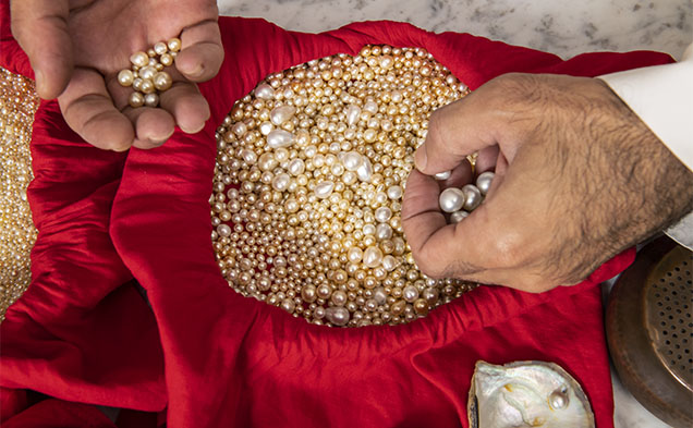 The majority of these loose natural pearls are from the Pinctada radiata mollusk. They were recently collected off the coast of Kuwait in the Persian (Arabian) Gulf. Photo by Robert Weldon.